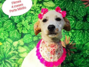 Cachorro raça SRD-ViraLata idade 2 a 6 meses nome Riqueza 