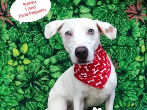 Cachorro raça SRD-ViraLata idade 1 ano nome Romeu 