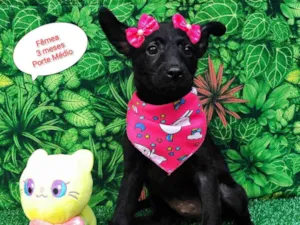 Cachorro raça SRD-ViraLata idade  nome Julia 