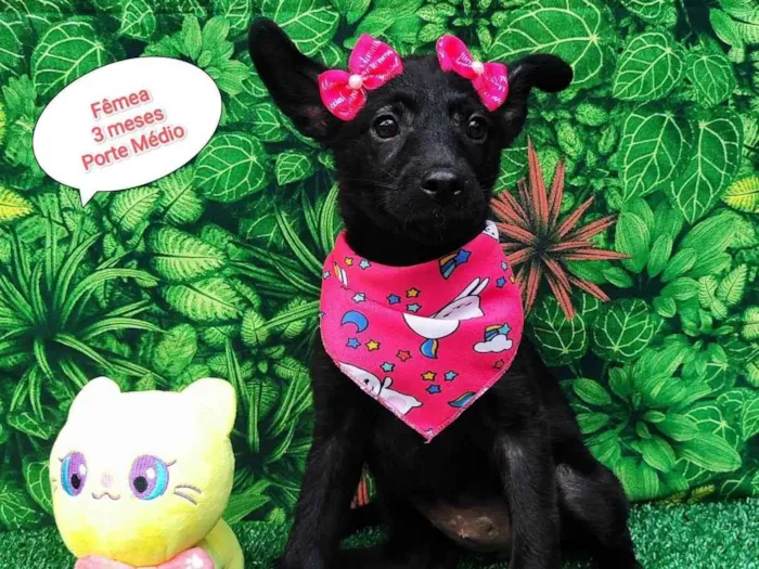 Cachorro ra a SRD-ViraLata idade  nome Julia 