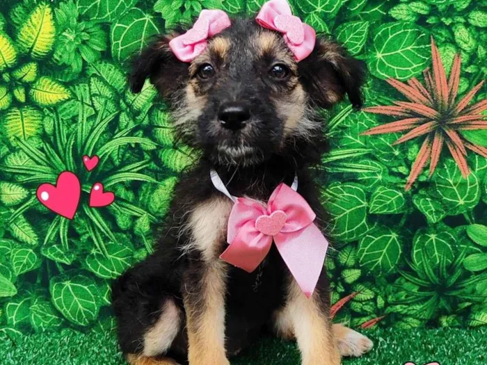 Cachorro ra a SRD-ViraLata idade 2 a 6 meses nome Ursinha 