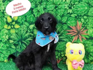 Cachorro raça SRD-ViraLata idade 2 a 6 meses nome Lorenzo 