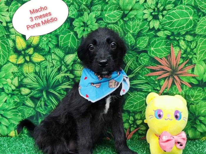 Cachorro ra a SRD-ViraLata idade 2 a 6 meses nome Lorenzo 