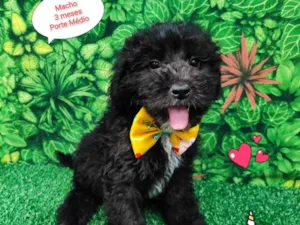 Cachorro raça SRD-ViraLata idade 2 a 6 meses nome Matteo