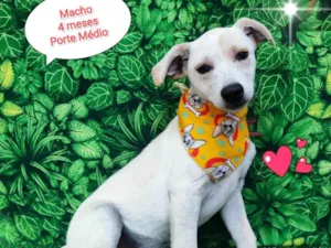 Cachorro raça SRD-ViraLata idade 2 a 6 meses nome Luy