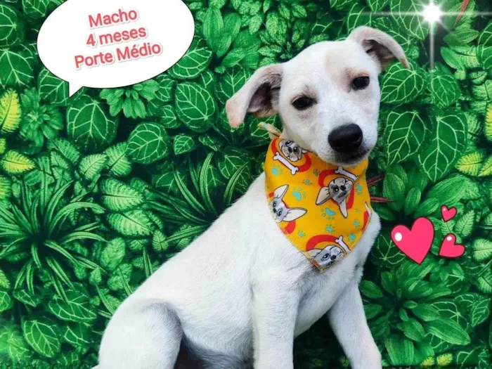 Cachorro ra a SRD-ViraLata idade 2 a 6 meses nome Luy