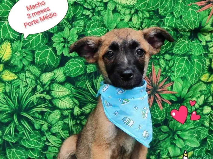 Cachorro ra a SRD-ViraLata idade 2 a 6 meses nome Tigor