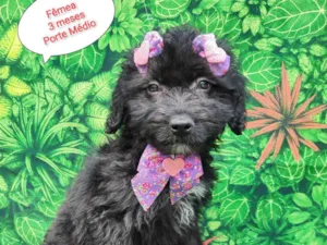 Cachorro raça SRD-ViraLata idade 2 a 6 meses nome Sara