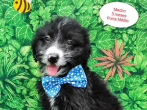 Cachorro raça SRD-ViraLata idade 2 a 6 meses nome Felipe 