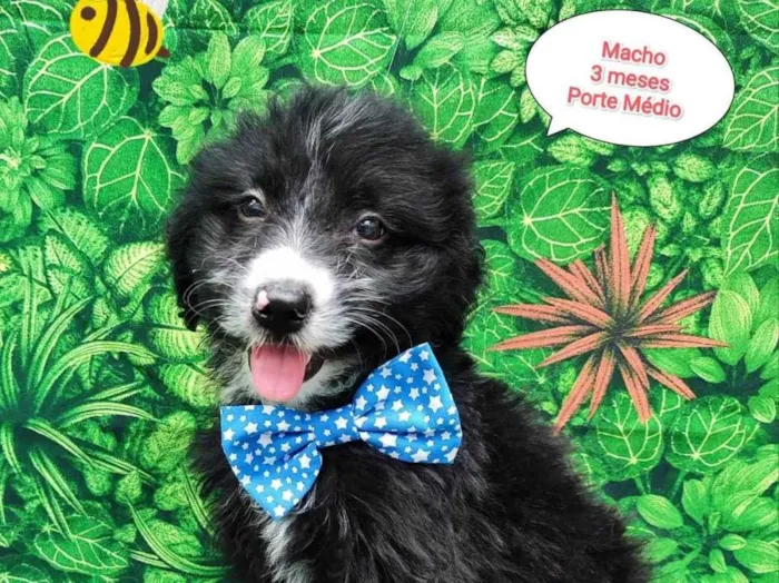 Cachorro ra a SRD-ViraLata idade 2 a 6 meses nome Felipe 