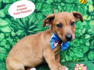 Cachorro raça SRD-ViraLata idade 2 a 6 meses nome Dico