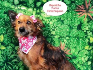 Cachorro raça SRD-ViraLata idade 2 anos nome Rapozinha