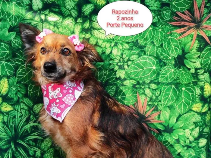 Cachorro ra a SRD-ViraLata idade 2 anos nome Rapozinha