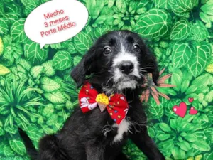 Cachorro raça SRD-ViraLata idade 2 a 6 meses nome Igor