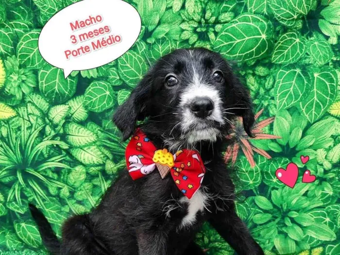 Cachorro ra a SRD-ViraLata idade 2 a 6 meses nome Igor