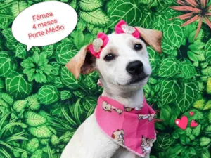 Cachorro raça  idade 2 a 6 meses nome Aloha