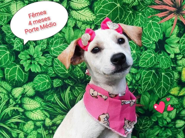 Cachorro ra a  idade 2 a 6 meses nome Aloha