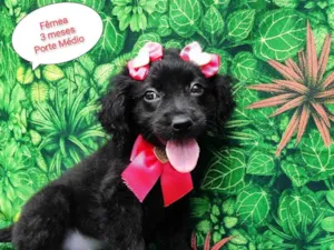Cachorro raça SRD-ViraLata idade 2 a 6 meses nome Maju