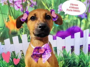Cachorro raça SRD-ViraLata idade 2 a 6 meses nome Joaninha