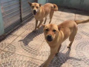 Cachorro raça mistiços idade 7 a 11 meses nome theo e mel