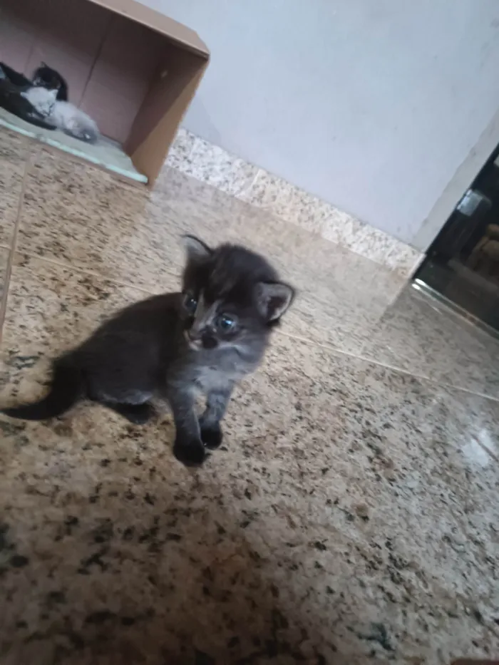 Gato ra a SRD-ViraLata idade Abaixo de 2 meses nome Kambal