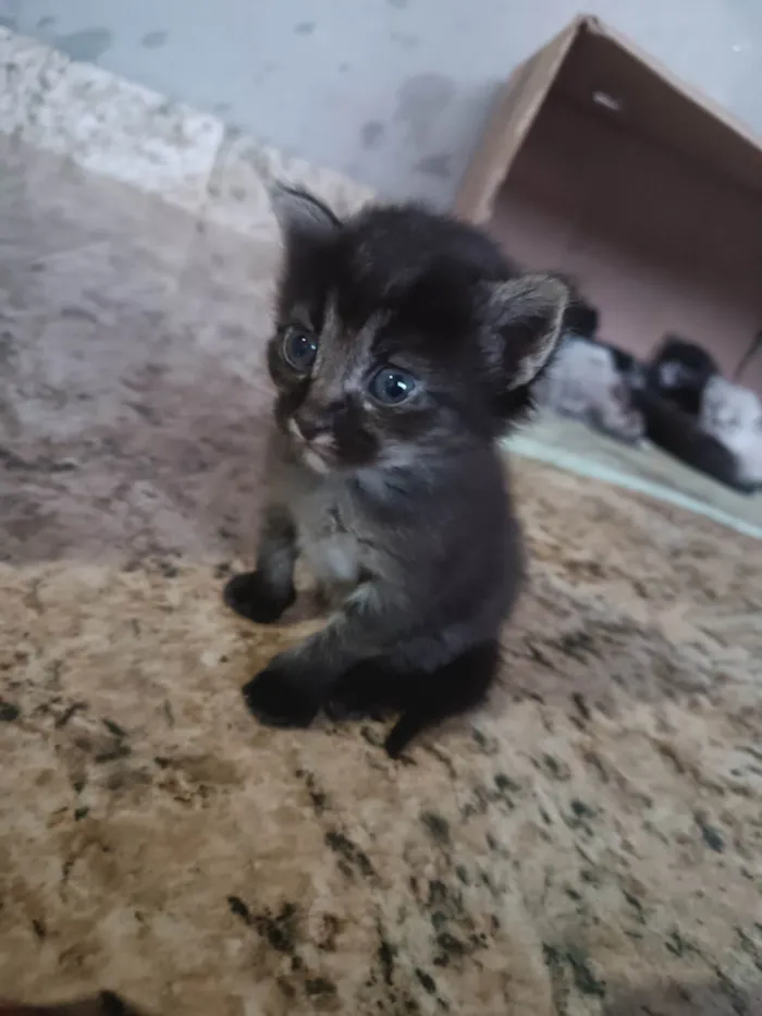 Gato ra a SRD-ViraLata idade Abaixo de 2 meses nome Kambal