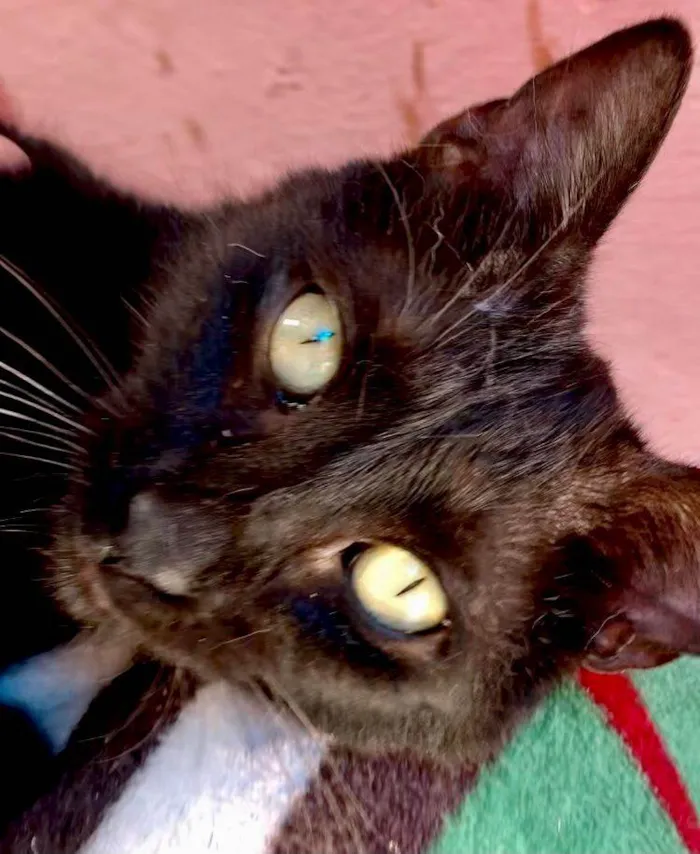 Gato ra a SRD jamaicano idade 7 a 11 meses nome Jimi Hendrix