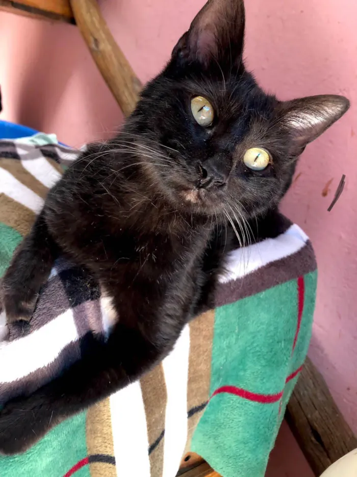 Gato ra a SRD jamaicano idade 7 a 11 meses nome Jimi Hendrix