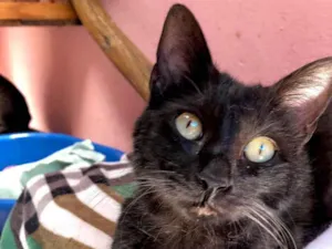 Gato raça SRD jamaicano idade 7 a 11 meses nome Jimi Hendrix