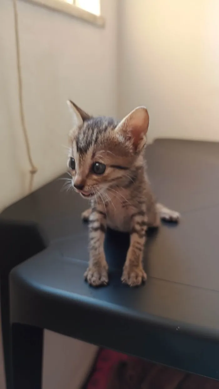 Gato ra a SRD-ViraLata idade Abaixo de 2 meses nome Dona Tick, Cinzinha e Patinha