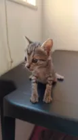 Dona Tick, Cinzinha e Patinha