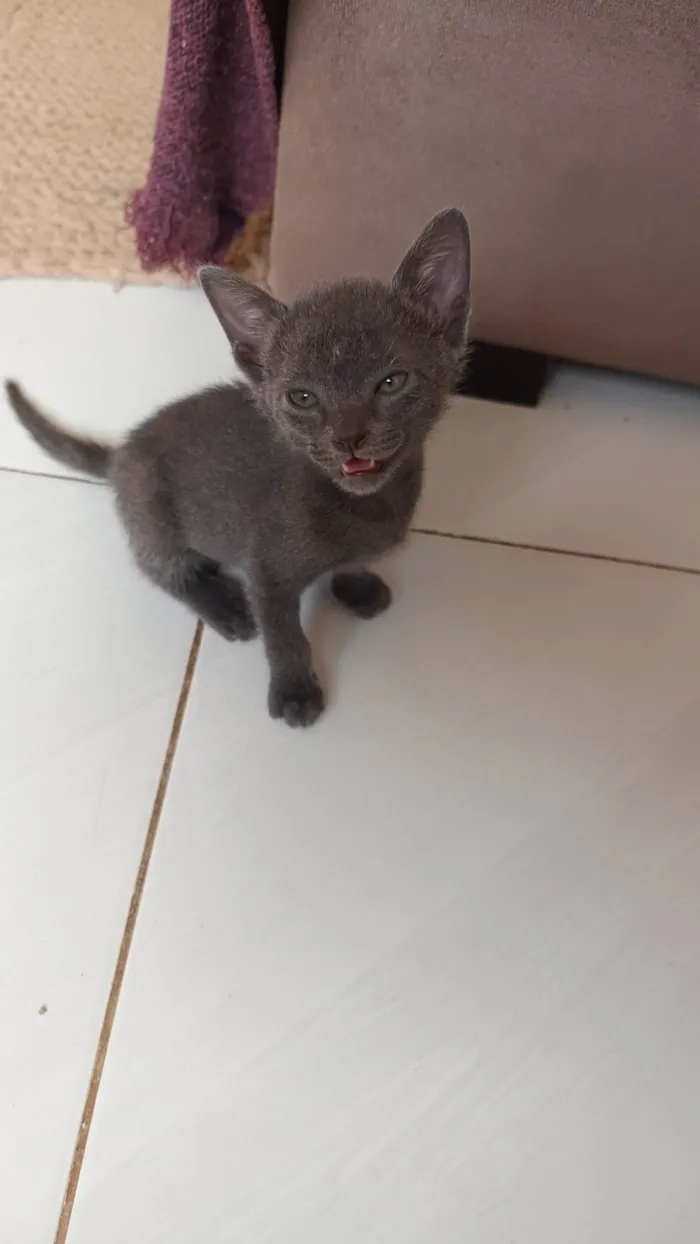 Gato ra a SRD-ViraLata idade Abaixo de 2 meses nome Dona Tick, Cinzinha e Patinha