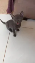 Dona Tick, Cinzinha e Patinha