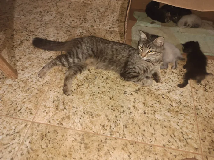 Gato ra a SRD-ViraLata idade Abaixo de 2 meses nome Musa