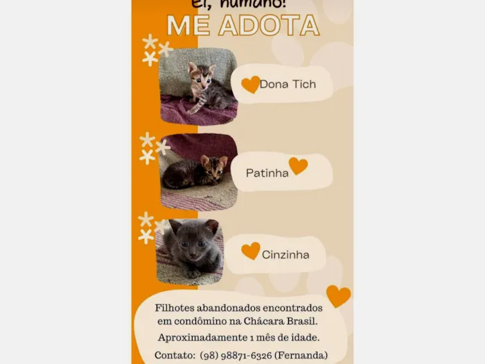 Gato ra a SRD-ViraLata idade Abaixo de 2 meses nome Dona Tick, Cinzinha e Patinha