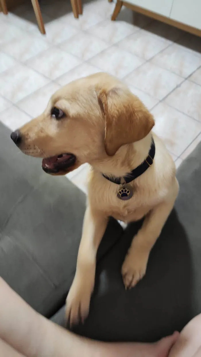 Cachorro ra a Labrador idade 2 a 6 meses nome Git