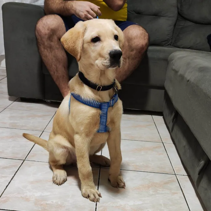 Cachorro ra a Labrador idade 2 a 6 meses nome Git