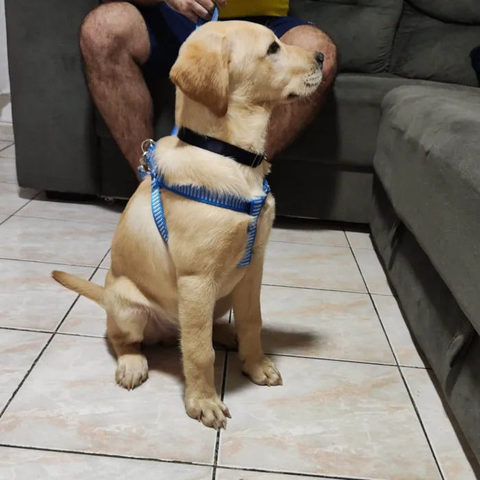 Cachorro ra a Labrador idade 2 a 6 meses nome Git