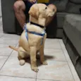 Git