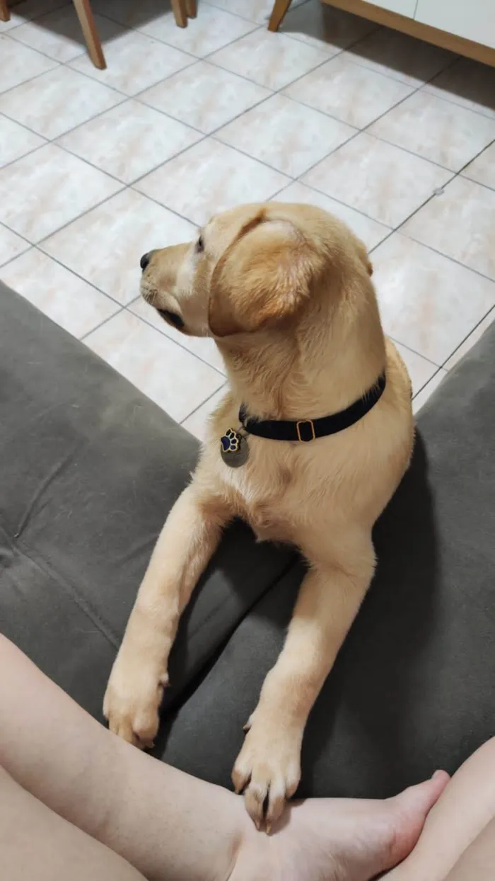 Cachorro ra a Labrador idade 2 a 6 meses nome Git