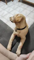 Git
