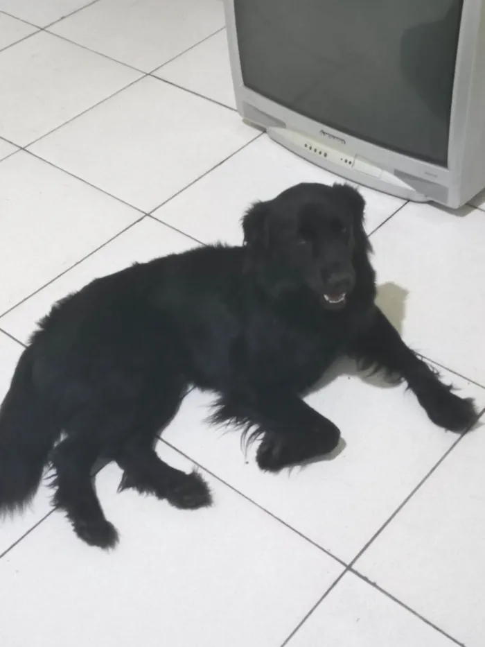 Cachorro ra a SRD-ViraLata idade 2 anos nome Urso
