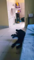 Urso