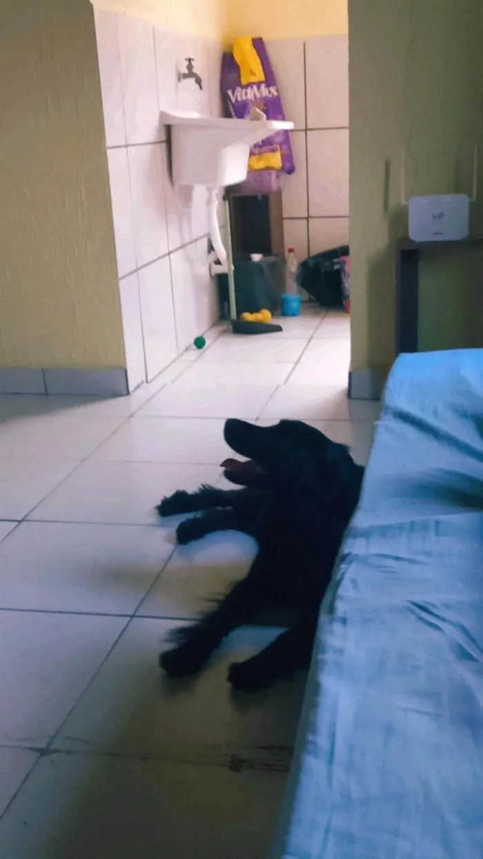 Cachorro ra a SRD-ViraLata idade 2 anos nome Urso