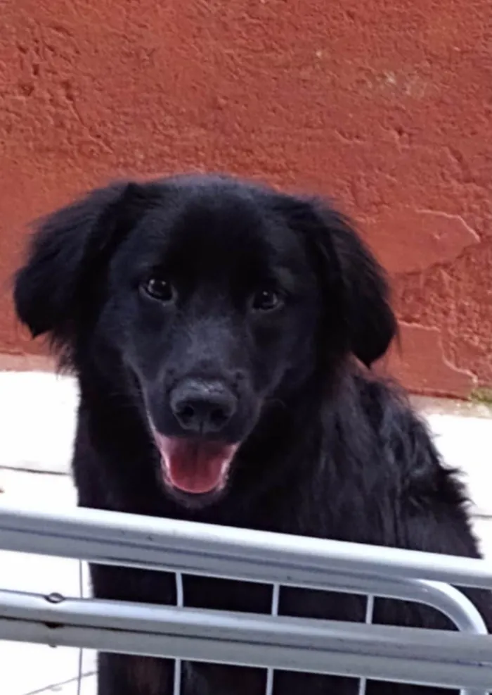 Cachorro ra a SRD-ViraLata idade 2 anos nome Urso