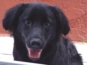 Cachorro raça SRD-ViraLata idade 2 anos nome Urso
