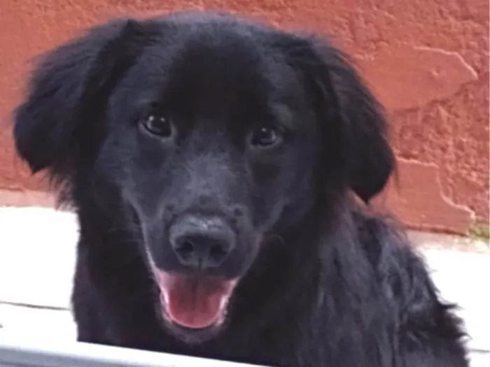 Cachorro ra a SRD-ViraLata idade 2 anos nome Urso