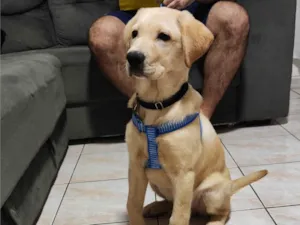 Cachorro raça Labrador idade 2 a 6 meses nome Git