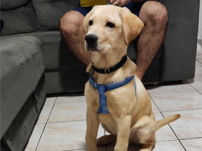 Cachorro ra a Labrador idade 2 a 6 meses nome Git