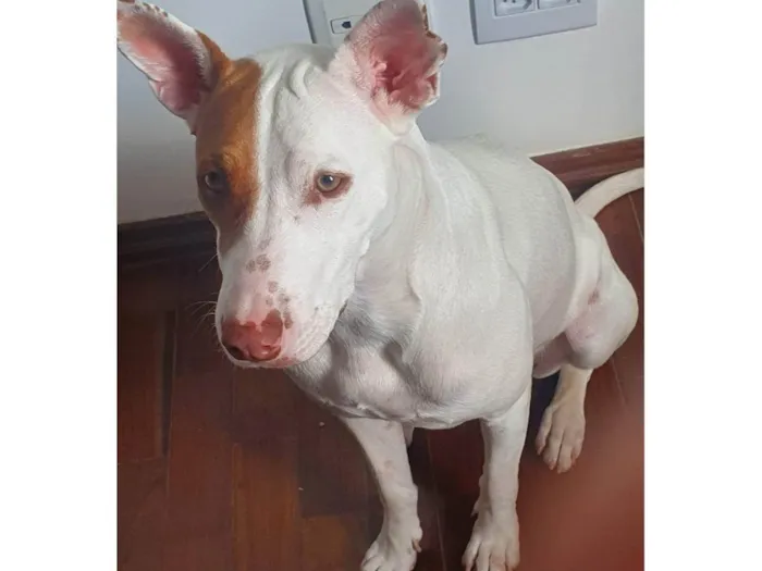 Cachorro ra a SRD-ViraLata com pitbull  idade 2 anos nome LUNA